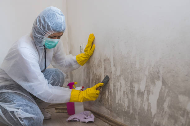 Best Biohazard Mold Removal  in Strawberry Point, IA