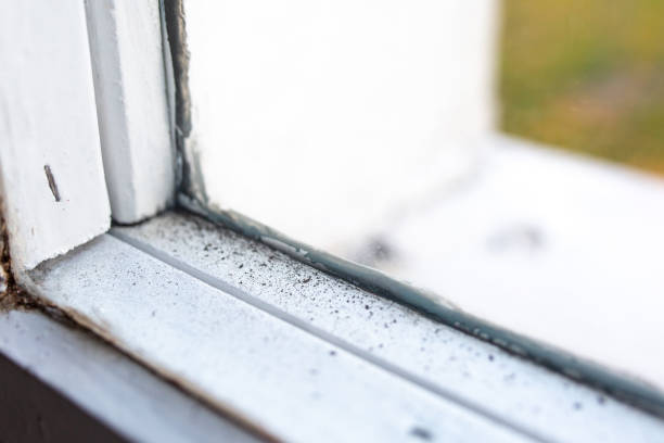 Strawberry Point, IA Mold Removal Company
