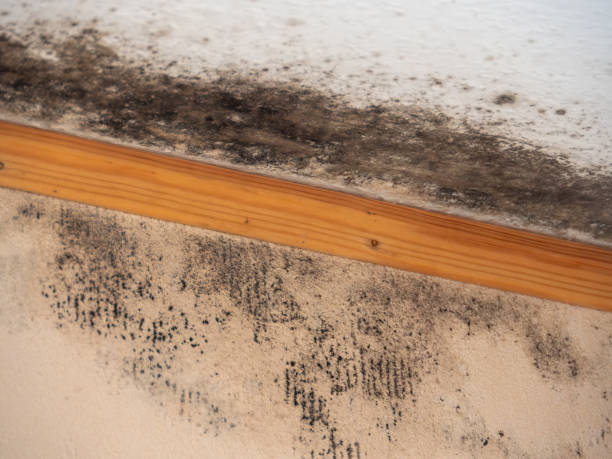 Environmental Consulting for Mold Prevention in Strawberry Point, IA
