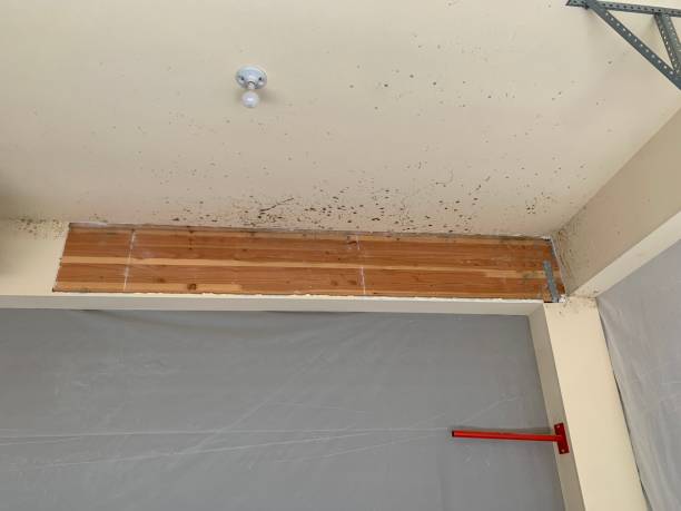 Mold Remediation for Vacation Homes in Strawberry Point, IA