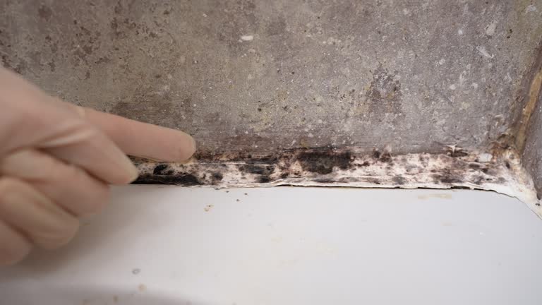  Strawberry Point, IA Mold Removal Pros